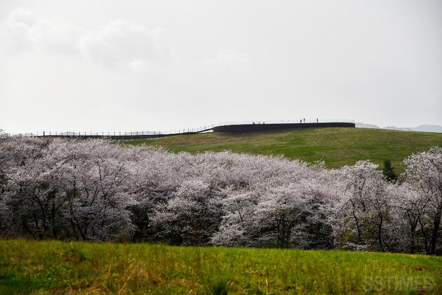 DSC_6834.jpg