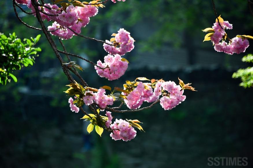 DSC_9489.jpg