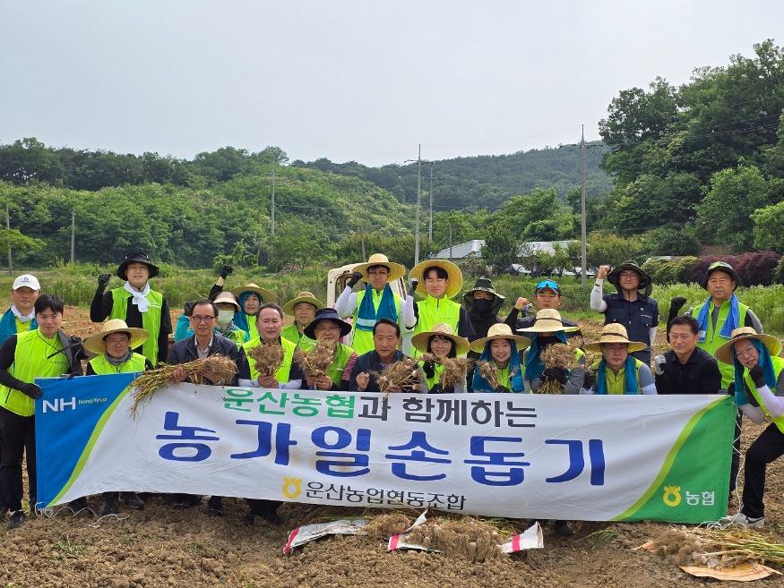 농협_마늘일손돕기1.jpg